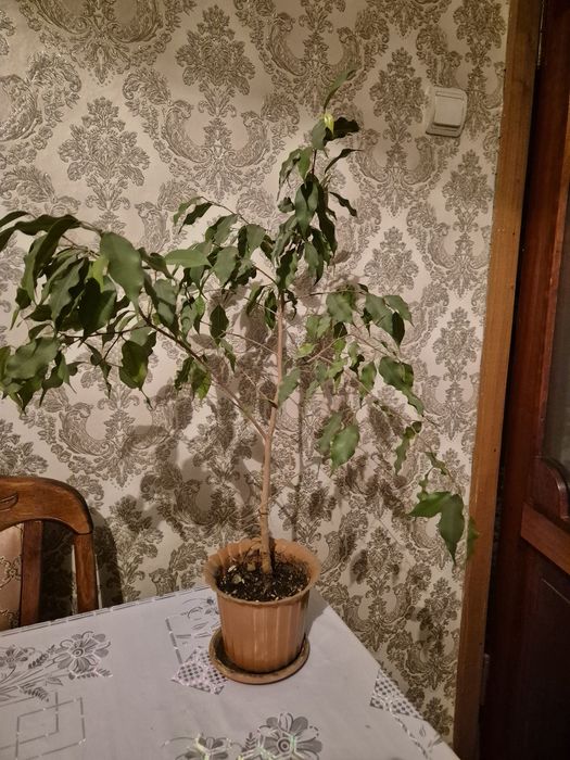 Фикус Бенджамина