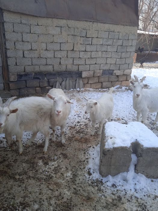 Продам семейство  коз
