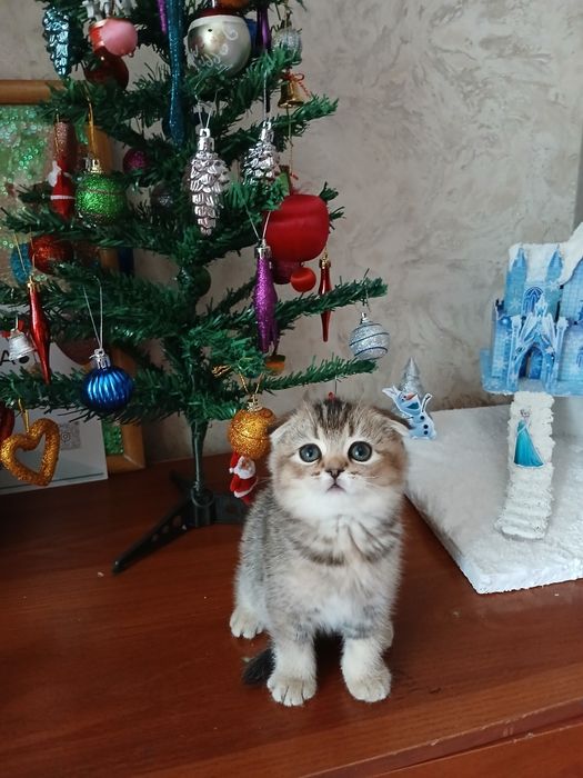 Продаю котят шиншил
