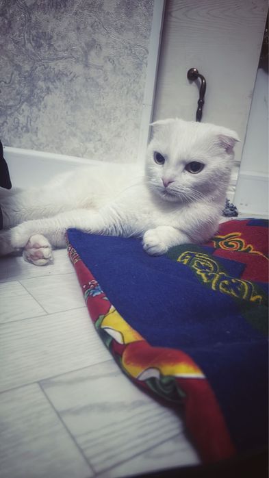 Шотланд құлақсалбырауыш –Scottish Fold