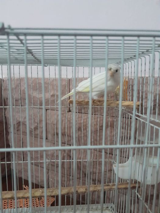 Продаю Конареек.