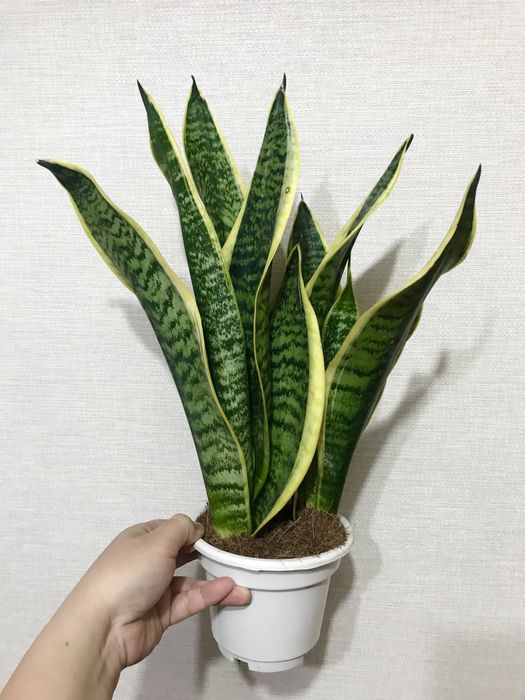 Комнатные цветы для чистого воздуха