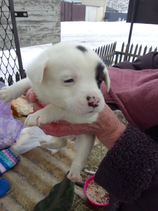 Щенок в любящие руки бесплатно