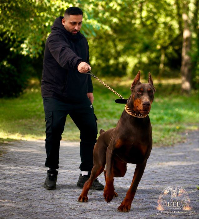 Европейски доберман  European Doberman