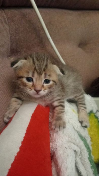 Котята, бронь, родились 7 января