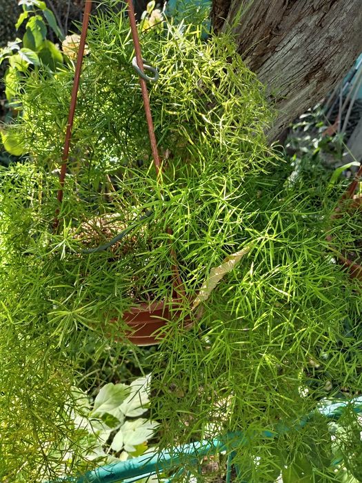 Продам цветы, приходите и покупайте с дома.
