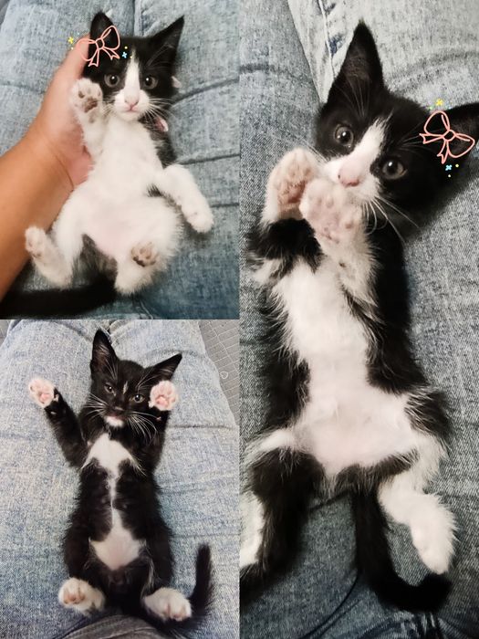 Отдам котят в добрые руки