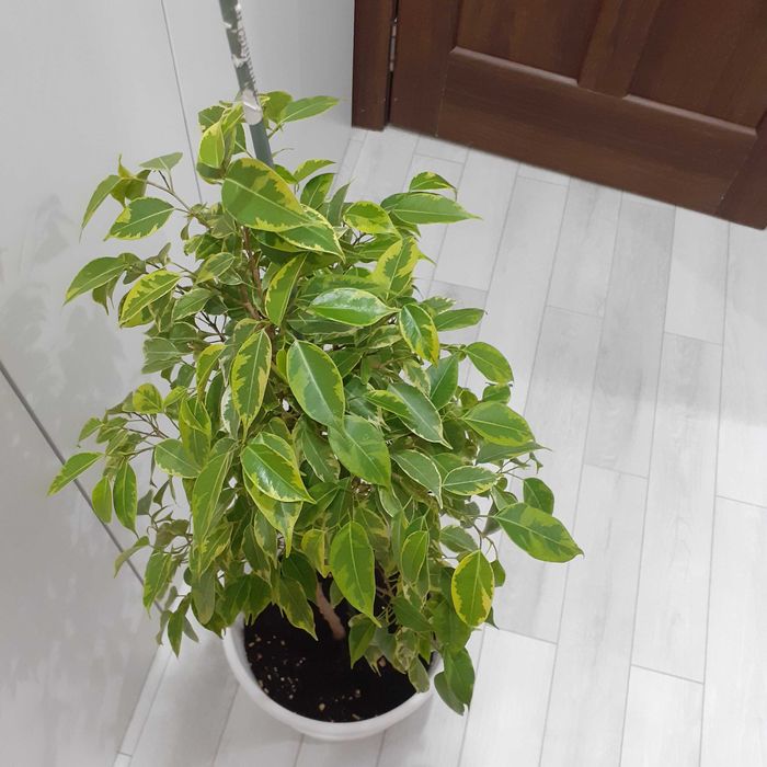 Продаётся  фикус Кинки