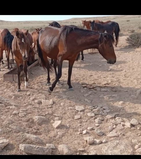 Екі Бие сатылады.