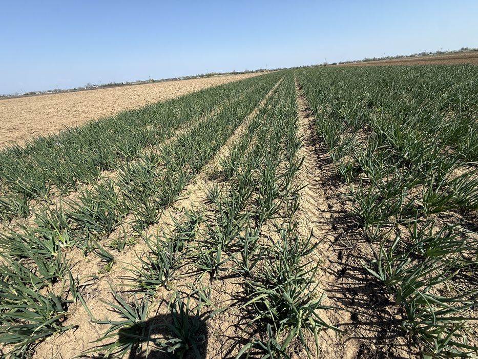 Ceapa verde legatura