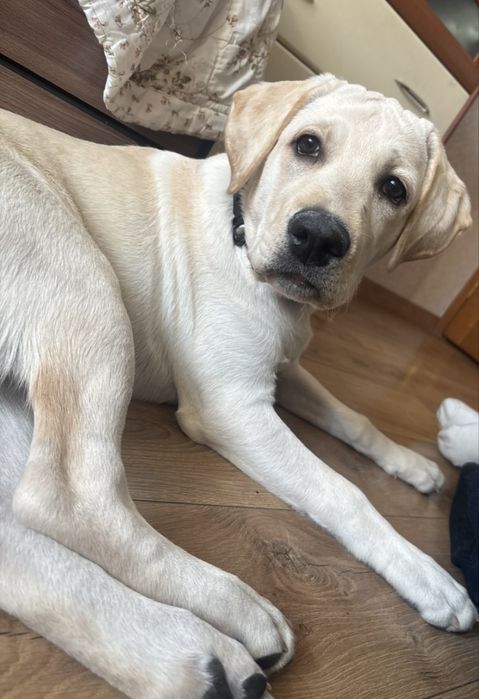 Лабрадор золотистый 6 месяцев