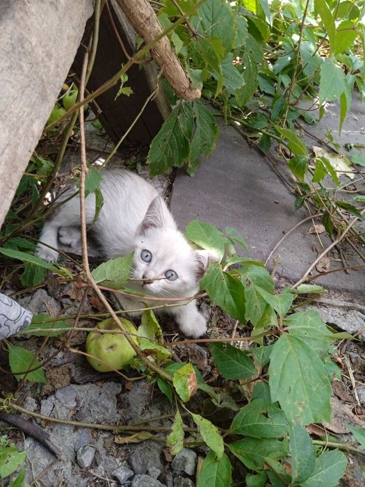Котята от кошки-крысоловки.