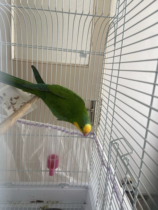 Продавам мъжки папагал Барабанди