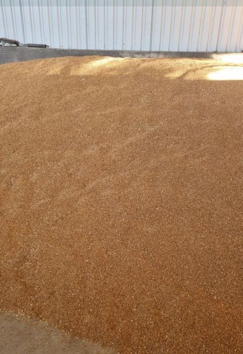 Vând grâu panificație 2025