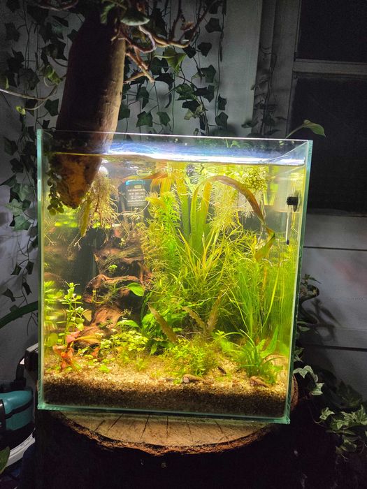 Acvariu cub 25L