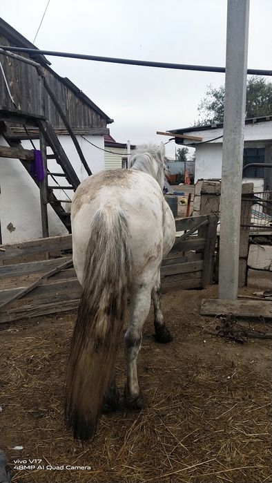 Ағыр полу тяжеловес