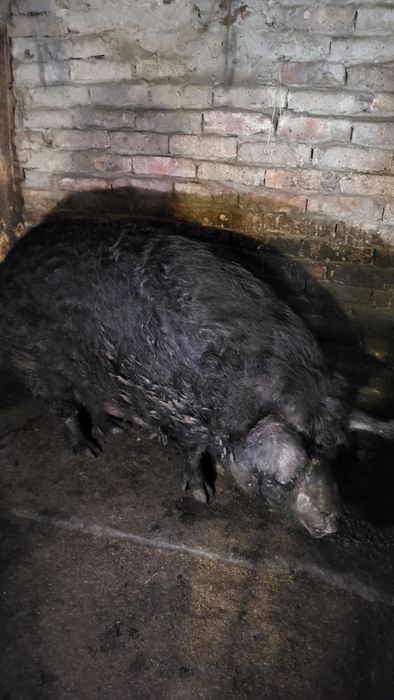 Продам свиней Мангалица