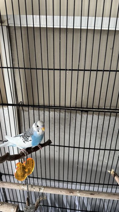 попугай продается
