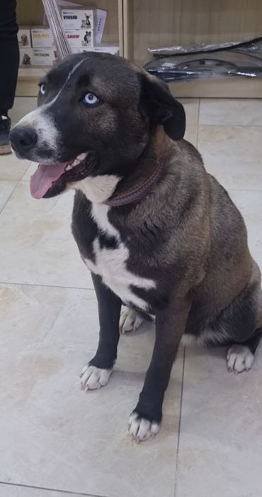 Тинки ищет дом. Доставлю!