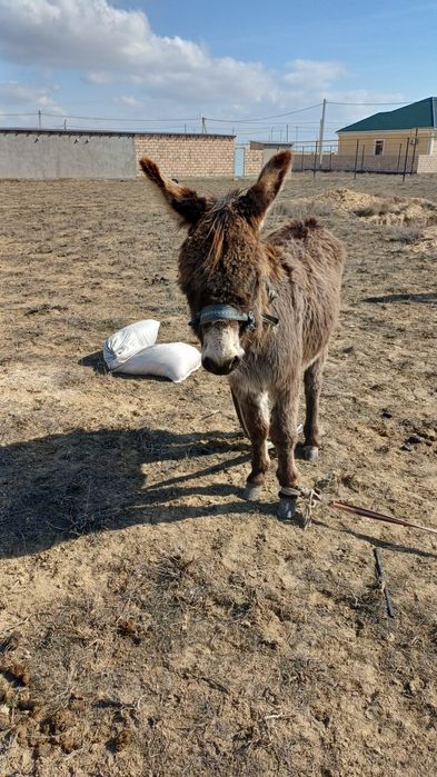 Ешек сатылады...