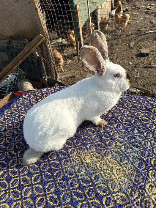 Uriaș de Transilvania schimb cu Rex tricolor