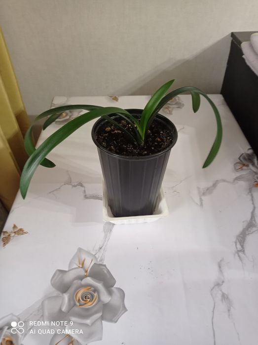 Комнатные декоративные растения.