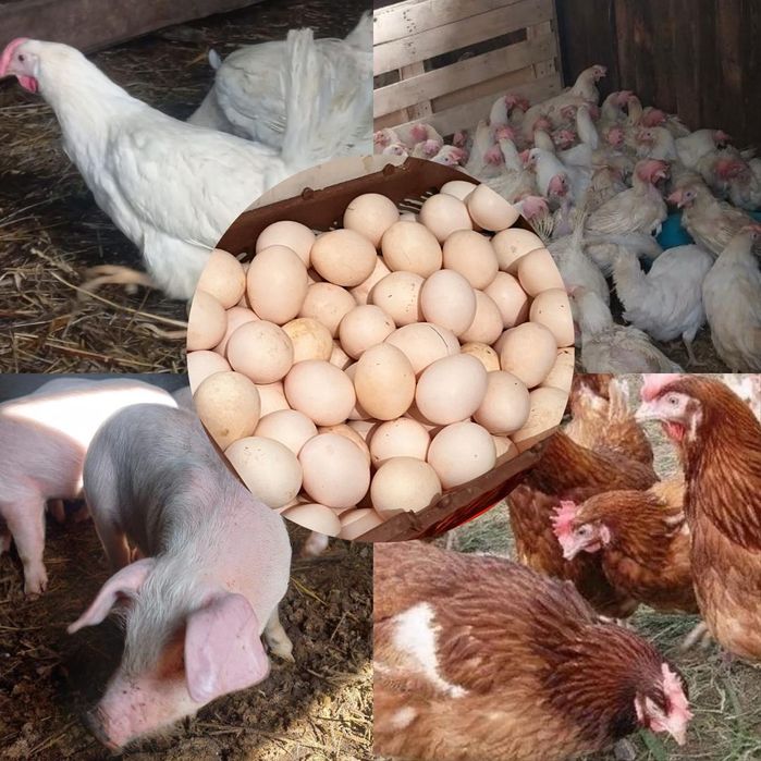 Продам курочек несушек