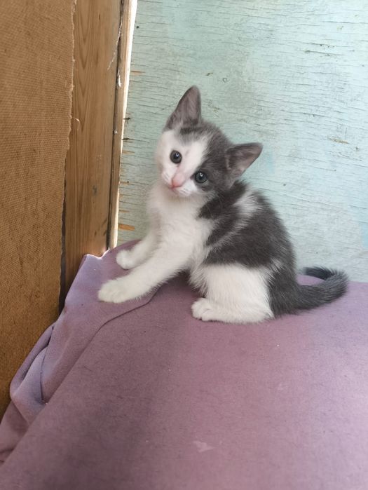 Котенок девочка.