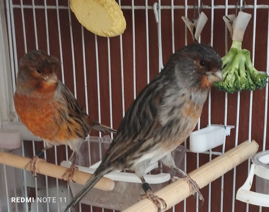 Канарейка. Нарла. 1 еш. Ярийй