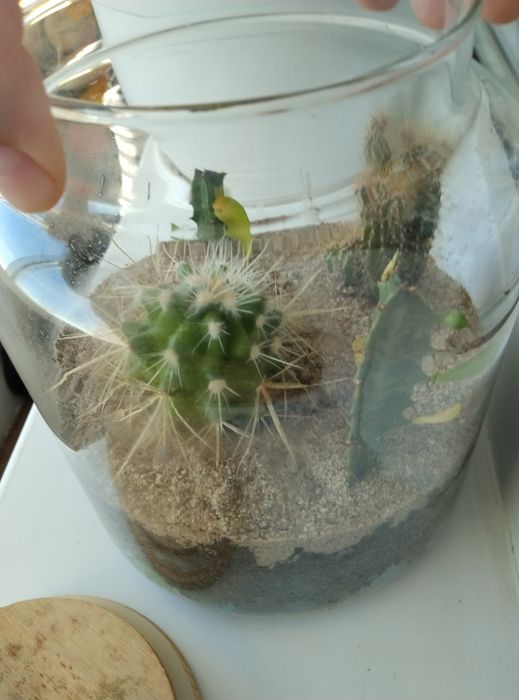 Флорариум с кактусами