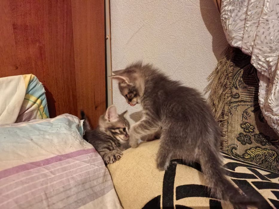 Отдам котят в хорошие руки