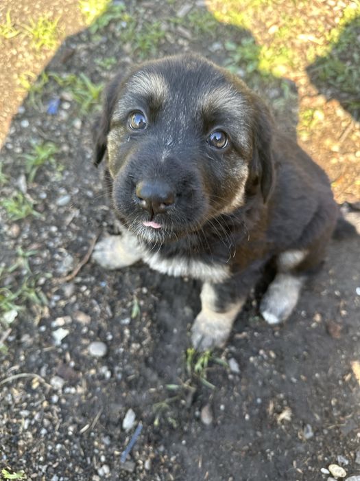 Donez catei metis de ciobanesc german