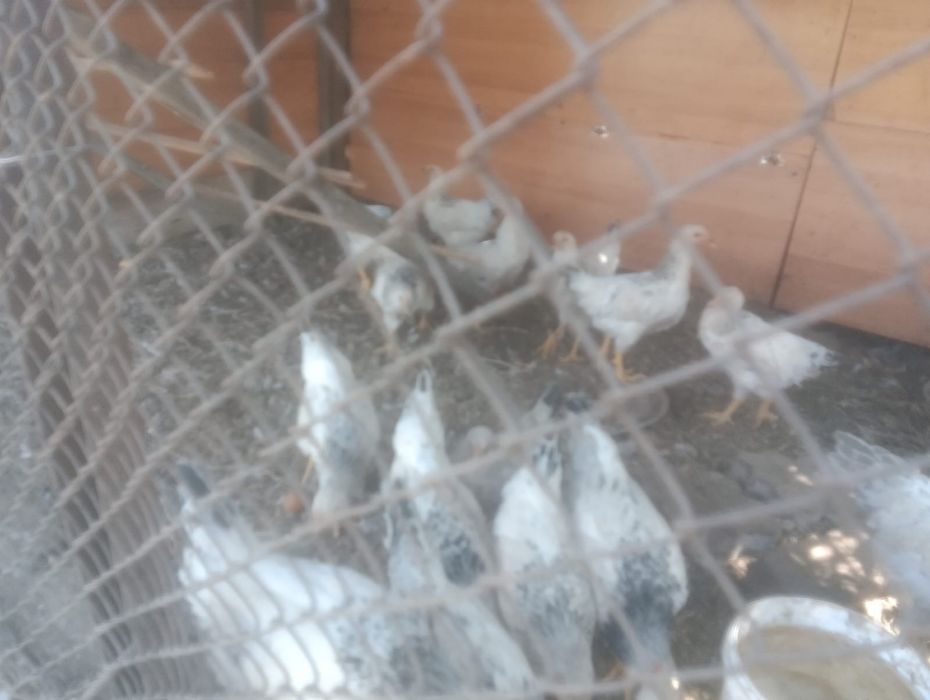Продам кур и циплят