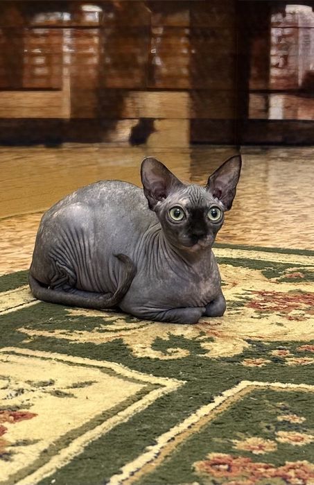 Майские скидки!! Канадка сфинкс, девочка