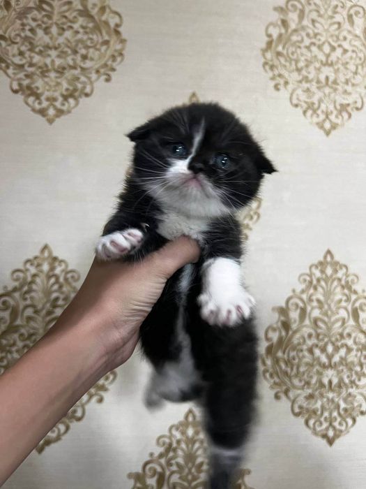 Щотланд фолд  угил