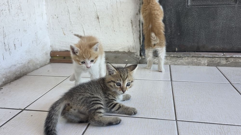 Отдам котят бесплатно