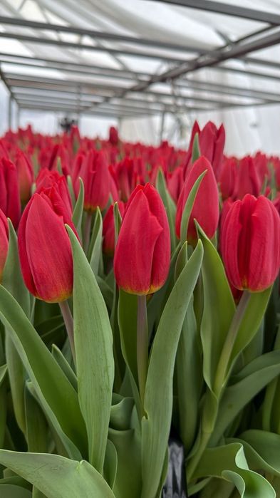 тюльпан оптом розы