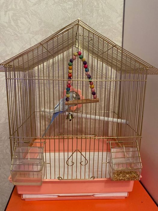 Волнистый попугай