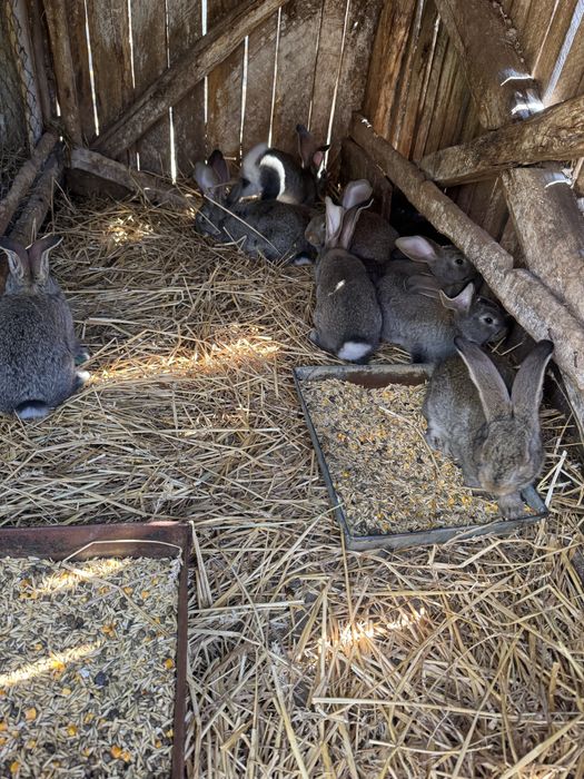 Vand iepurasi urias german 2 luni