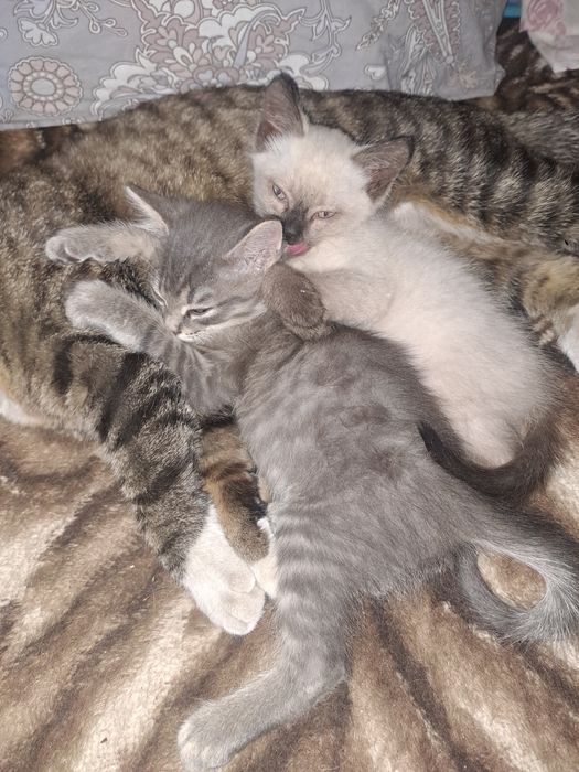 Отдам коасивых котят.
