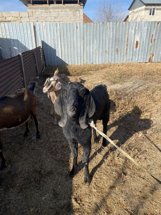 Казел парода Англо Нуб
