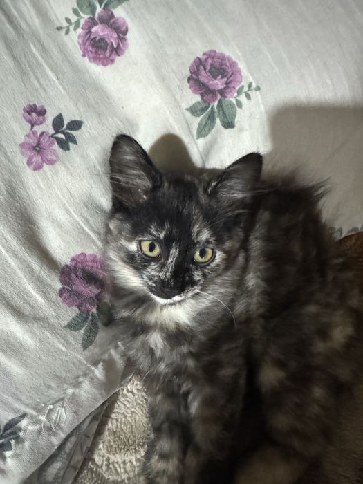 Mushuk bolasi hadiyaga beriladi