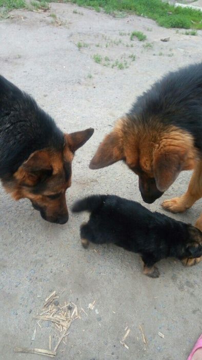 Немецкая овчарка, кобель