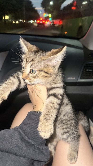 котенок мальчик