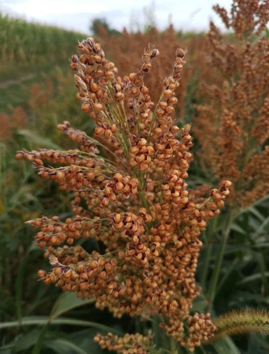 Samanta SORG ROSU pentru boabe sau SILOZ