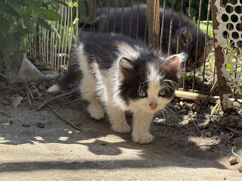 5 котенца търсят нов дом