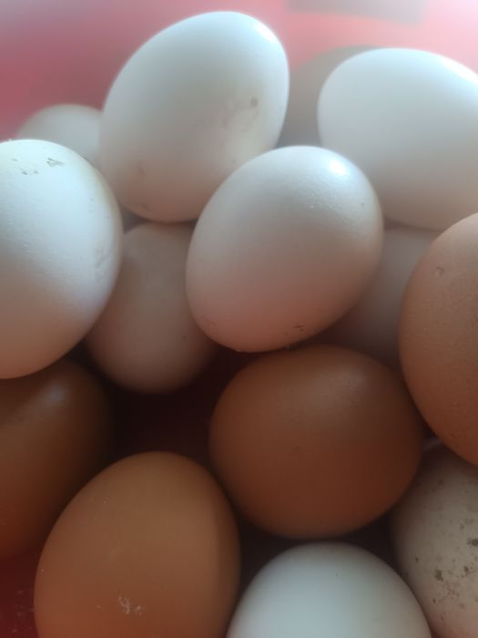 Яйца для  инкубации.