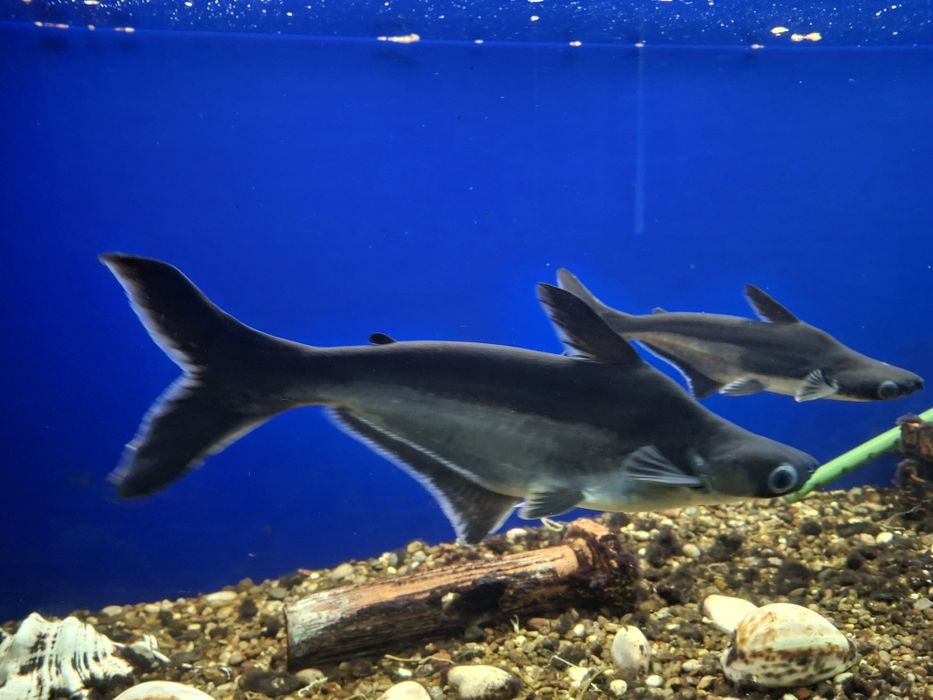 Продаю аквариумные рыбки