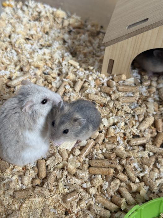 Хомячки Джунгары