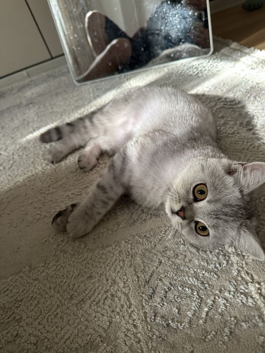 Кот Британец короткошерстная